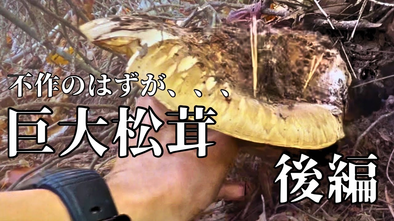 【きのこ狩り】手のひらサイズの巨大松茸と出会う