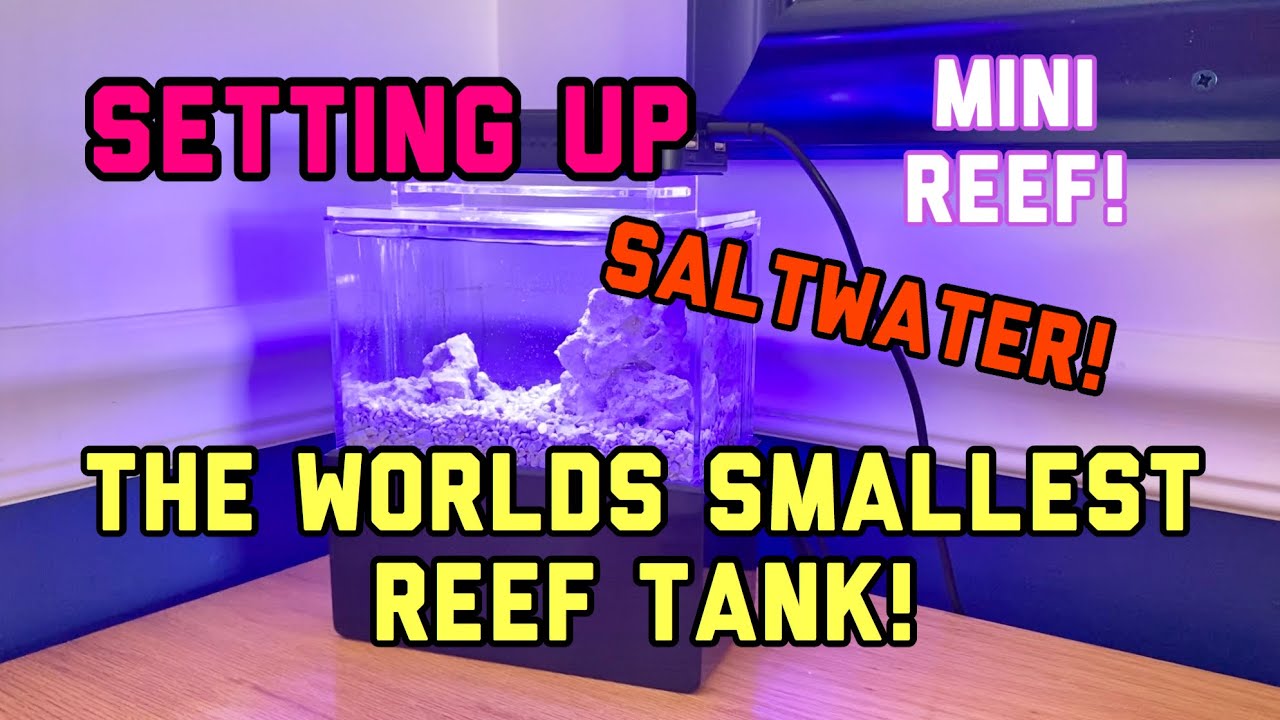 Setting up the Smallest Reef Tank Ever!