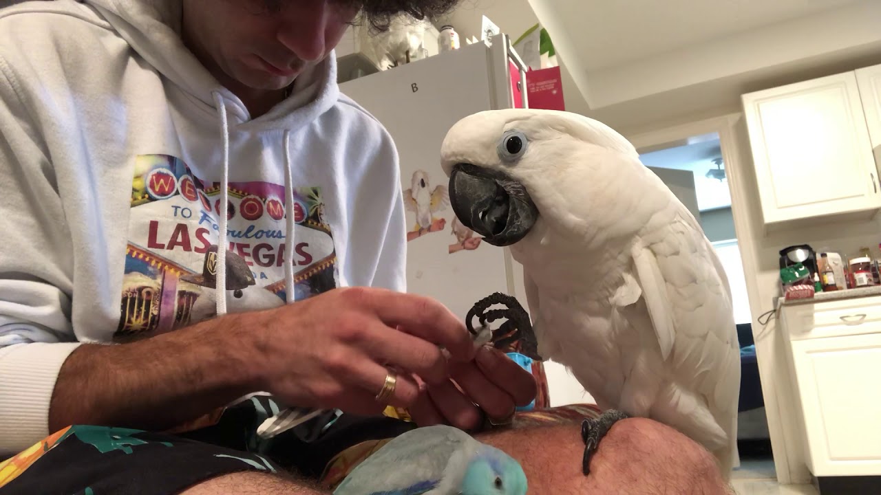 How To Do Nail Cut For Bird :))