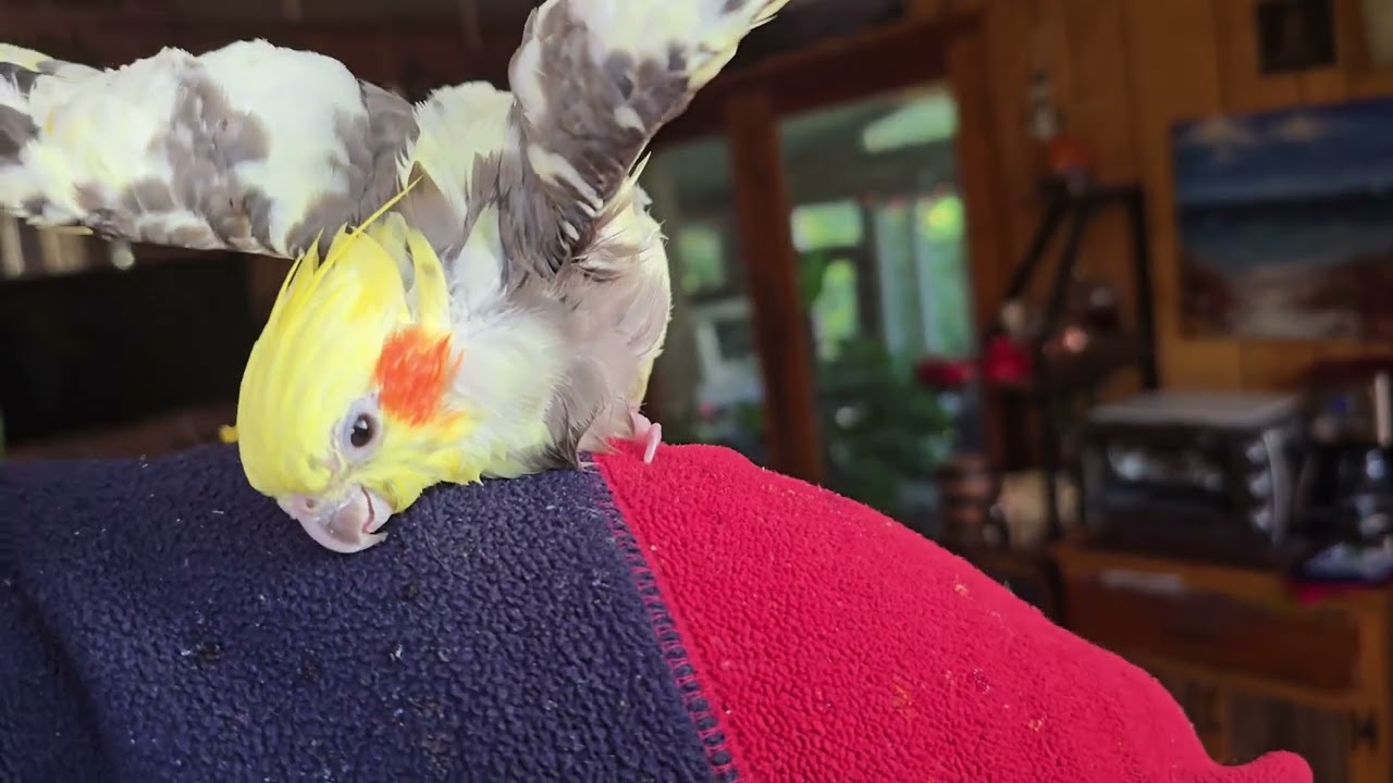 Cockatiel Bath Time. Chimcken Washing service.