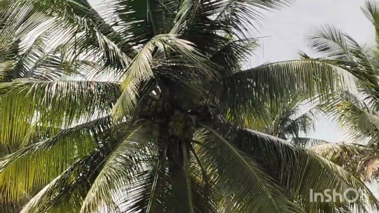 #2ஏக்கர் #தோப்பு #ஈரோடுமாவட்டம் 