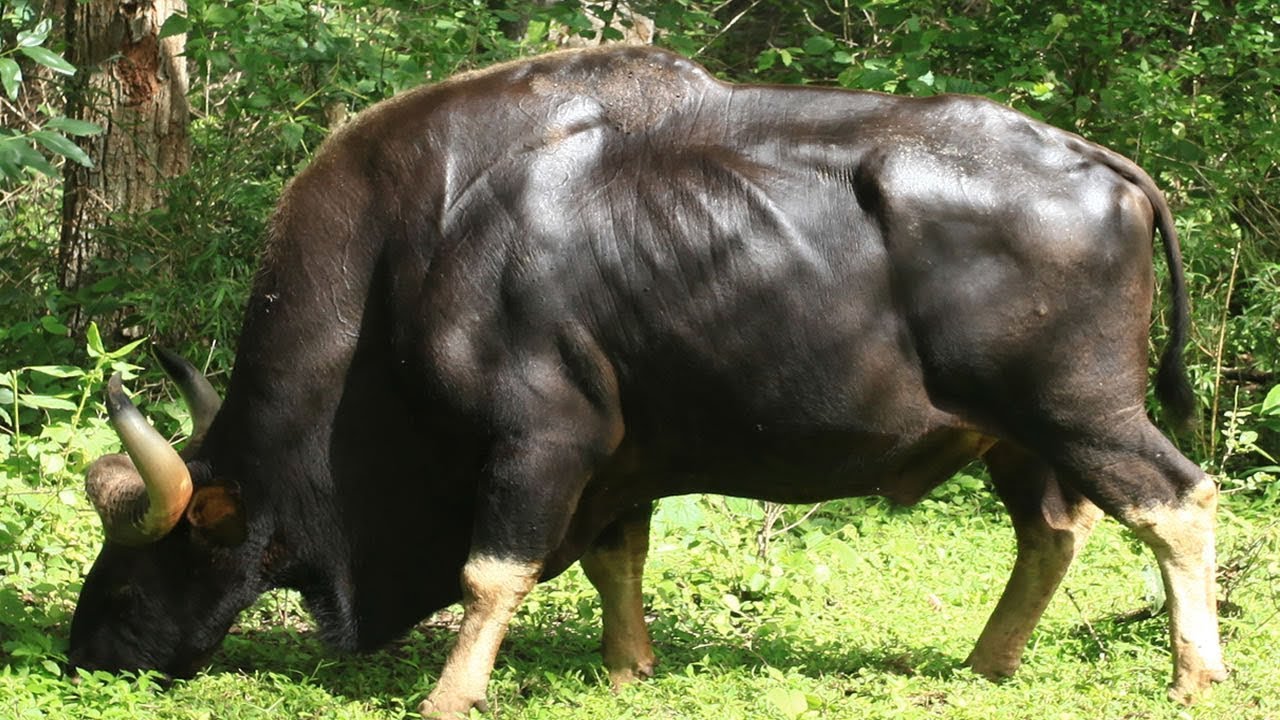 7 Races De Buffles Que Vous Ne Croirez Pas Existent
