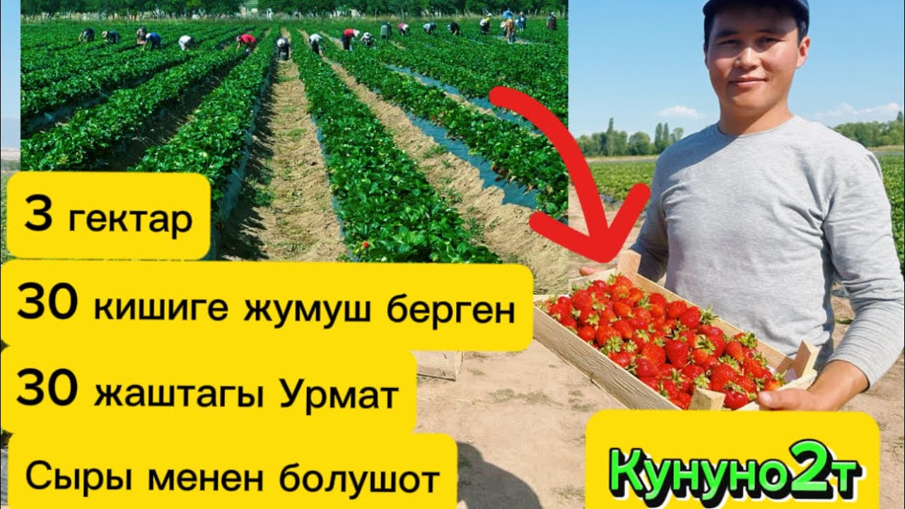 Жигитке 70онор аздык кылат дегендей,Тиш доктурдун бизнеси.