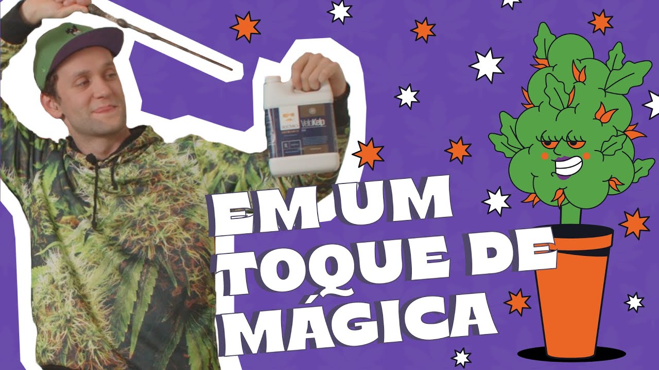 Como usar Remo Nutrients na fase de flora&ccedil;&atilde;o? JARDIM DO CORONEL #1 Parte 2/2
