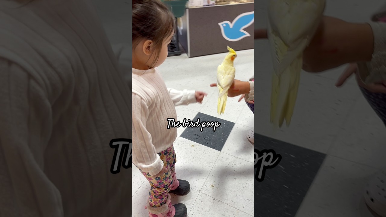 The bird poop on the floor 😄🦜#petland  #canada
