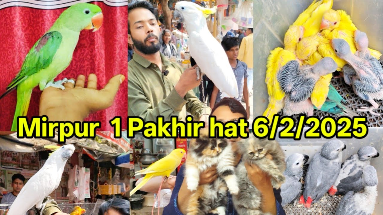 মিরপুর ১ পাখির হাট | Mirpur 1 Pakhir hat | Cat price | Exotic Pets | Pakhir hat location | Tia pakhi