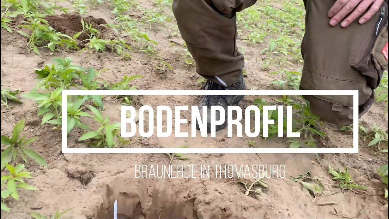 Jahr des Ackerbodens - Bodenprofil Braunerde