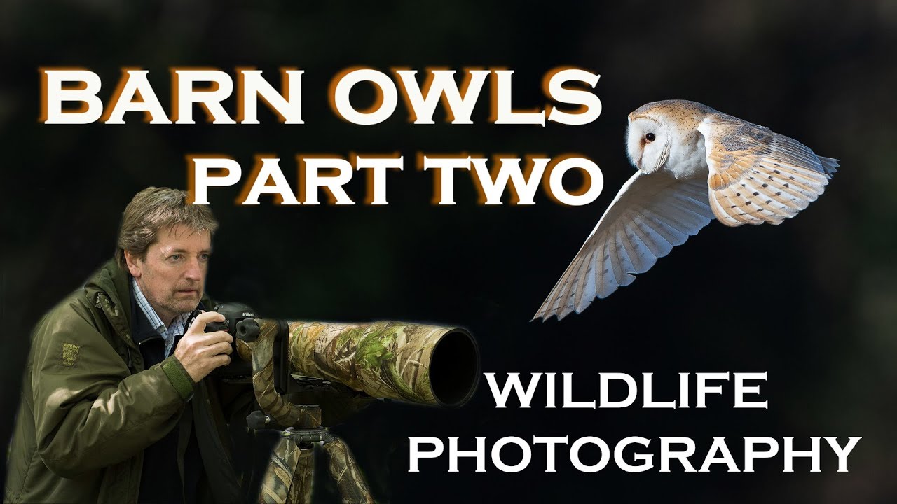 WILDLIFE PHOTOGRAPHY:  BARN OWLS:  (Part Two)