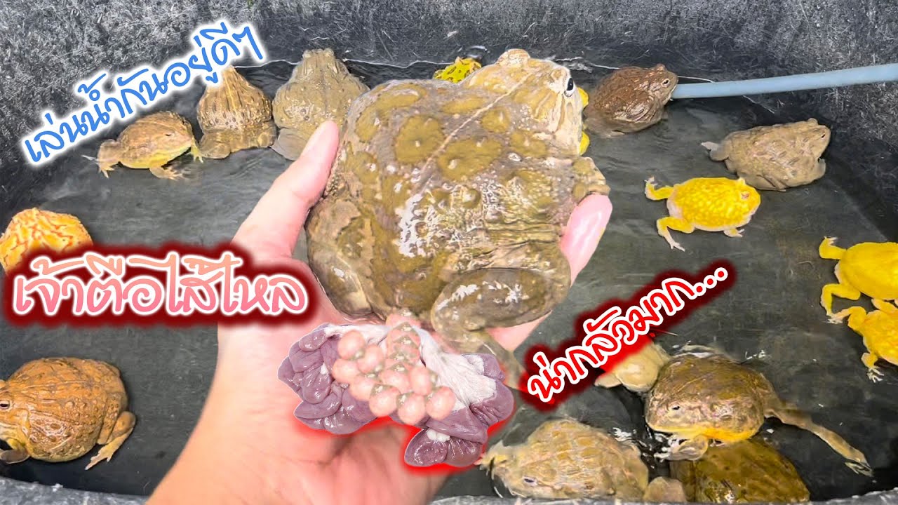 เจ้าตือ เป็นอะไร “ทำความสะอาดกบครั้งใหญ่”(เอามือจับยัดเข้า)#กบ #กบยักษ์ #africanbullfrogs
