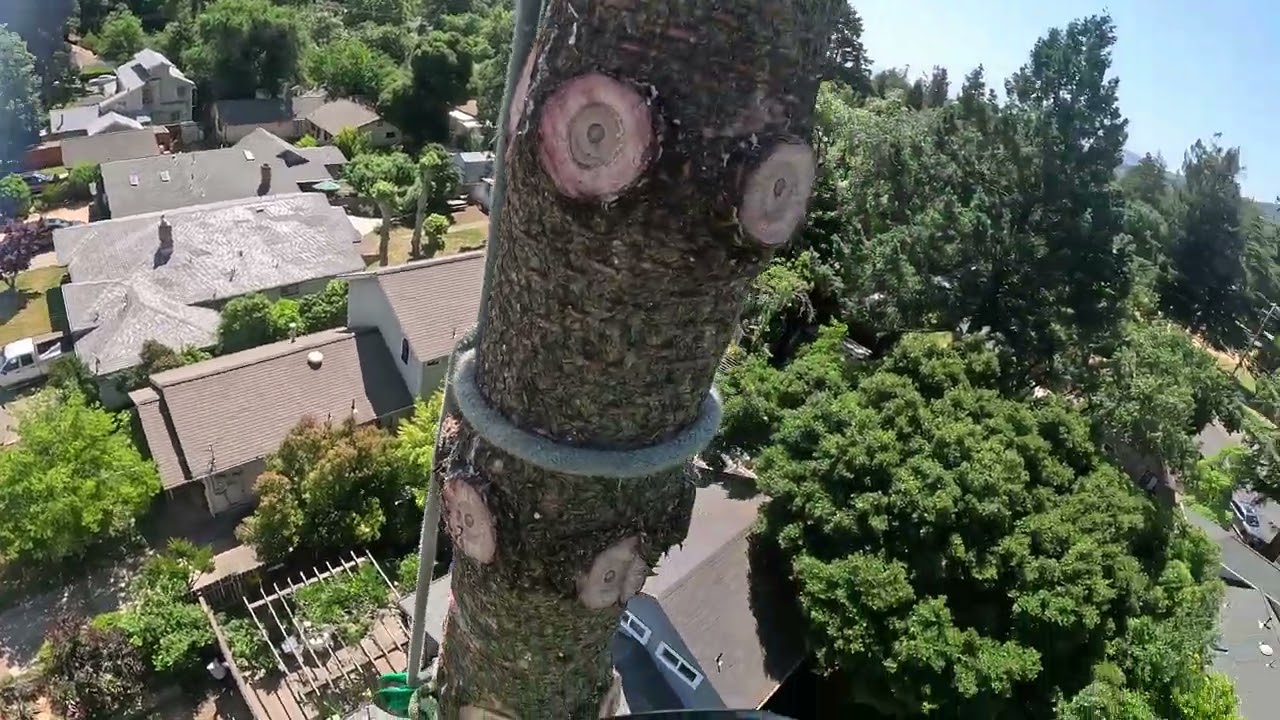Topping a Monkey Puzzle tree