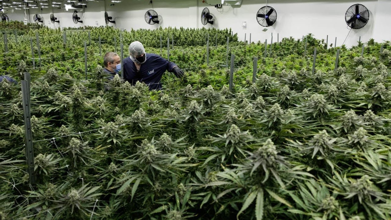 Nevada cannabis sales tax revenue drops 9% as illegal market persists
