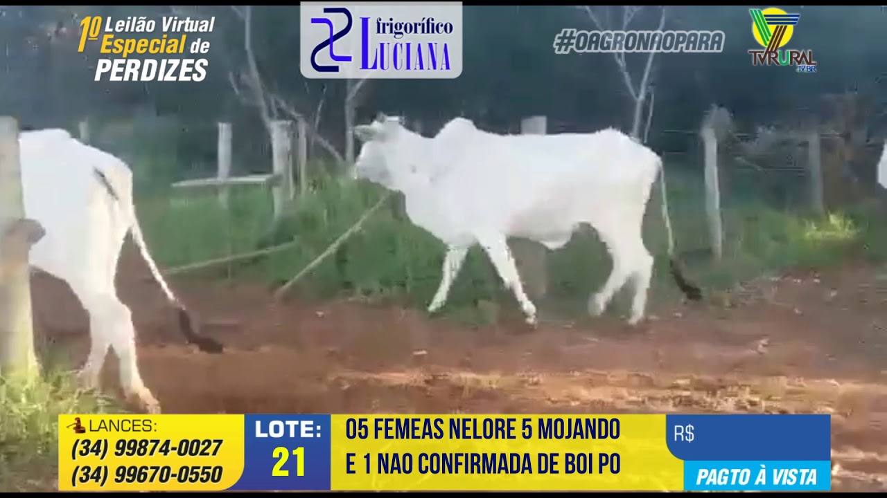 021 - LOTE - 1&ordm; LEIL&Atilde;O VIRTUAL DE PERDIZES | 28/04 | 18H