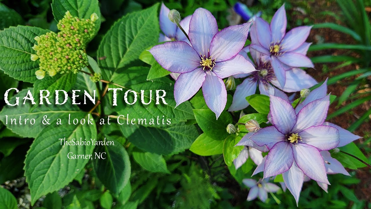 Inaugural Garden Tour, May 2024 - A little introduction and a look at some Clematis