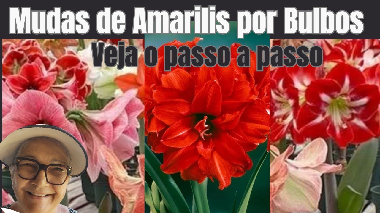 Como multiplicar bulbos de amarílis