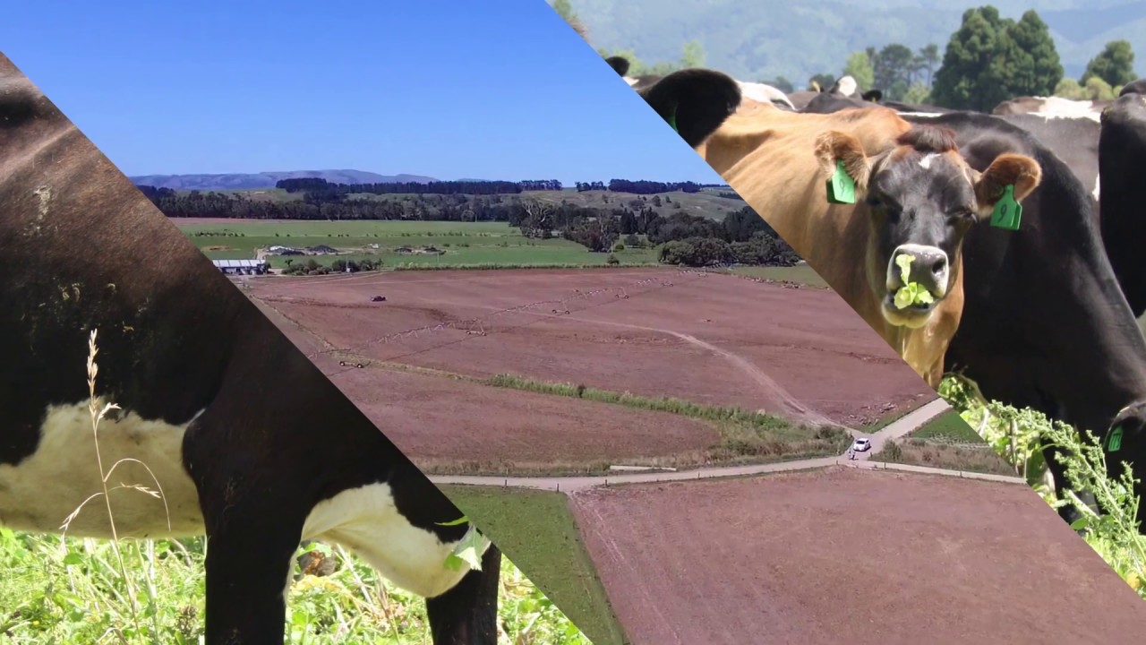 Kaiwaiwai Dairies Limited - 2018 Ballance Farm Environment Wellington finalists