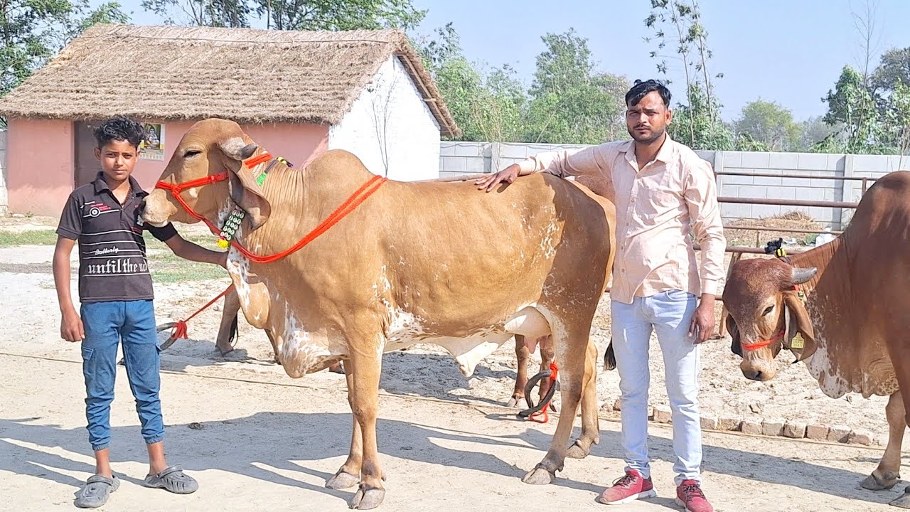 🚩👌 होली के अवसर पर radheshyam dairy farm पर टाॅप गिर गाय गुजरात से आईं | top quality gir | gir 