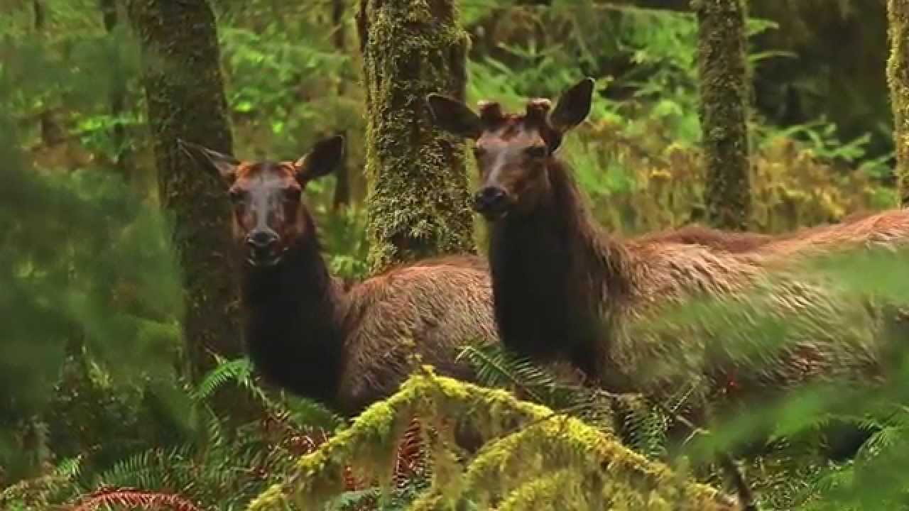 Elk in the Queets River Rainforest, Olympic National Park