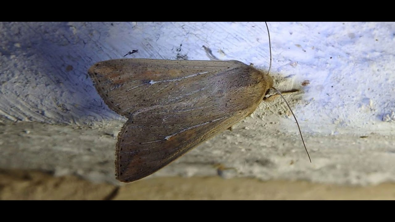 Mythimna congrua