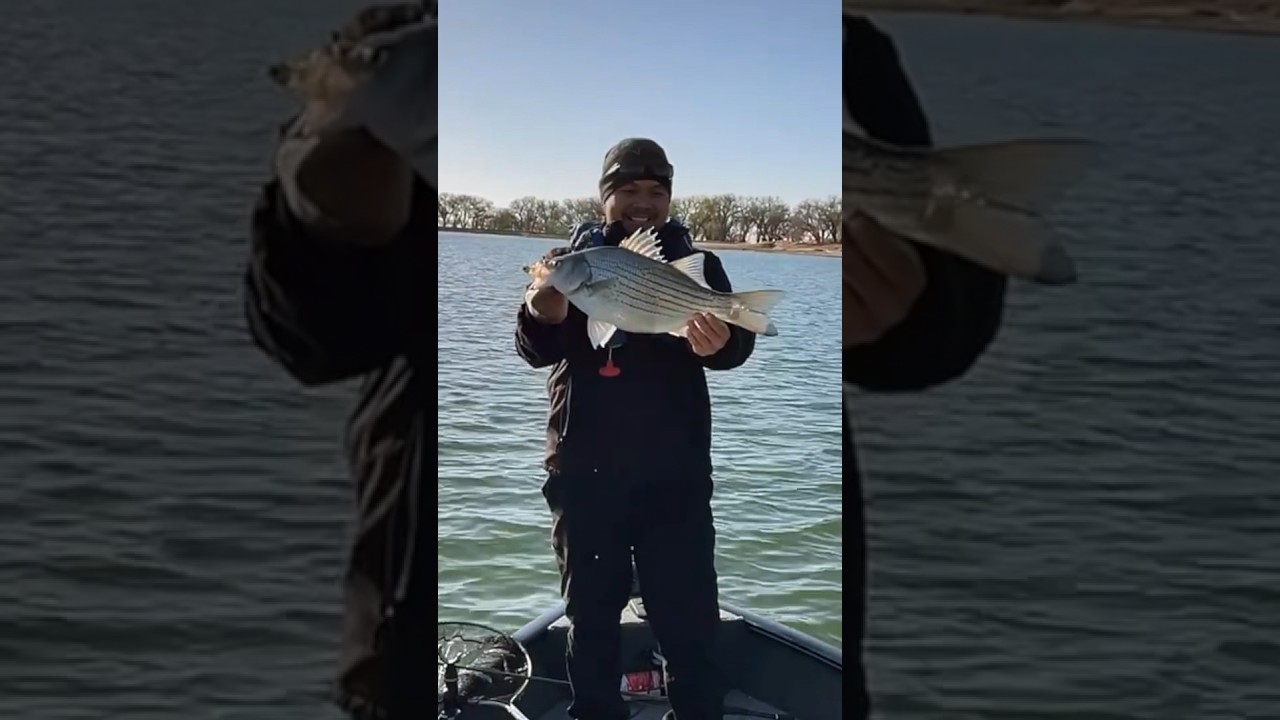 Colorado #wiper, #hybridstriper, #colorado , #coloradofishing at Jackson Lake.