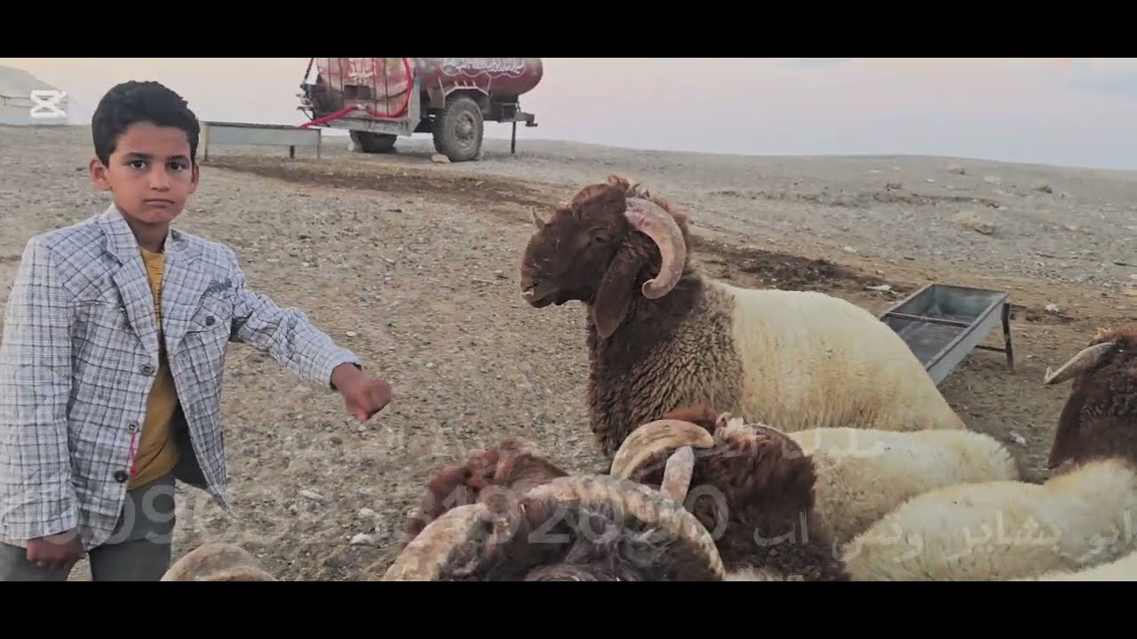 تبارك الله أحسن خلقه فحول حروك ممتازة من مراح فاخر من الاخر ومزايا ممتازة بارك الله لأهلها للبيع ذهب
