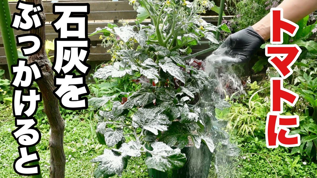 トマトの病気の超人的治し方【園芸超人カーメン君】