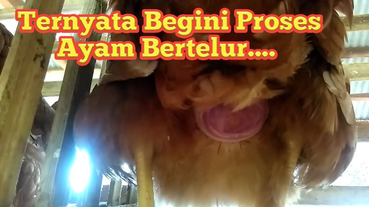 #6 Ternyata Begini Proses Ayam Bertelur...