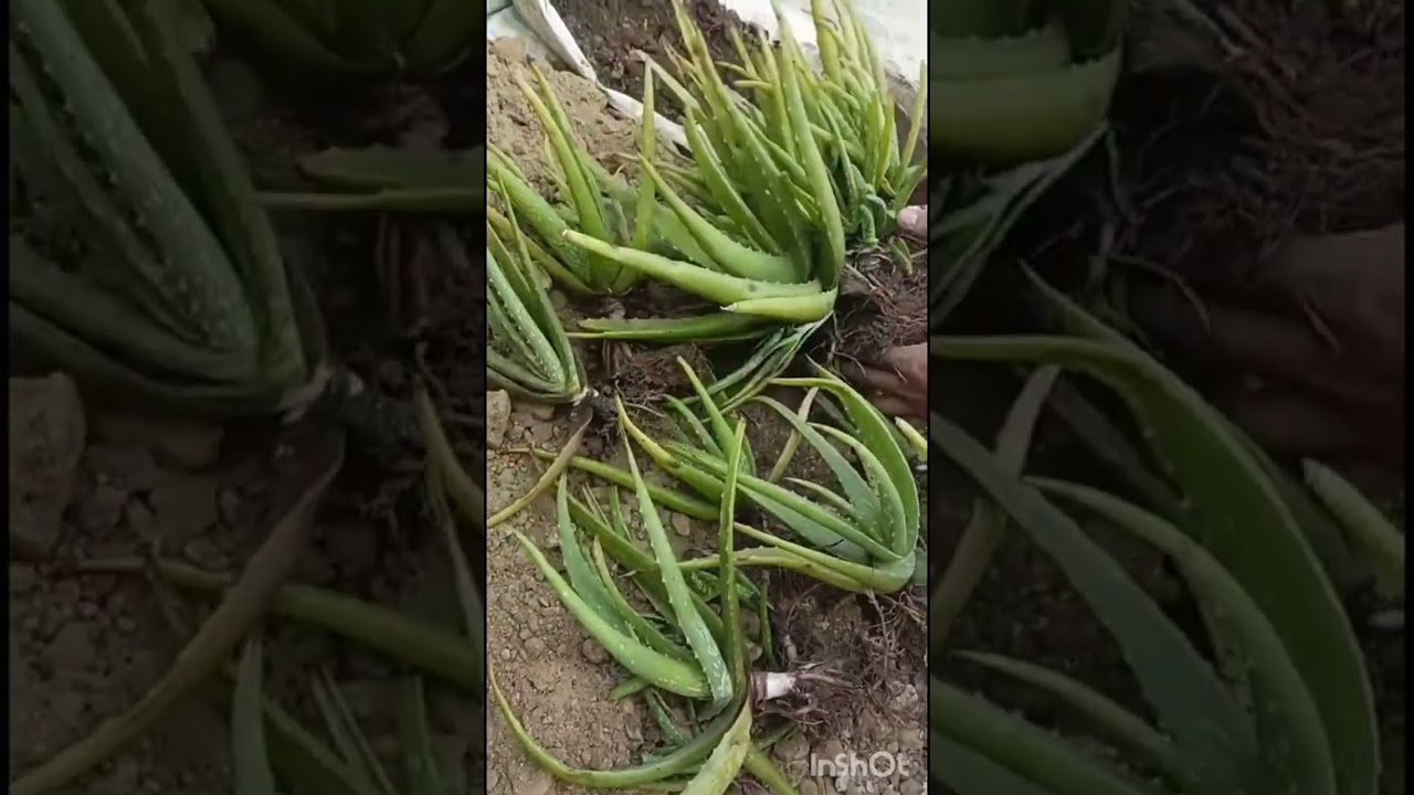 Aloe vera Repotting 🌱