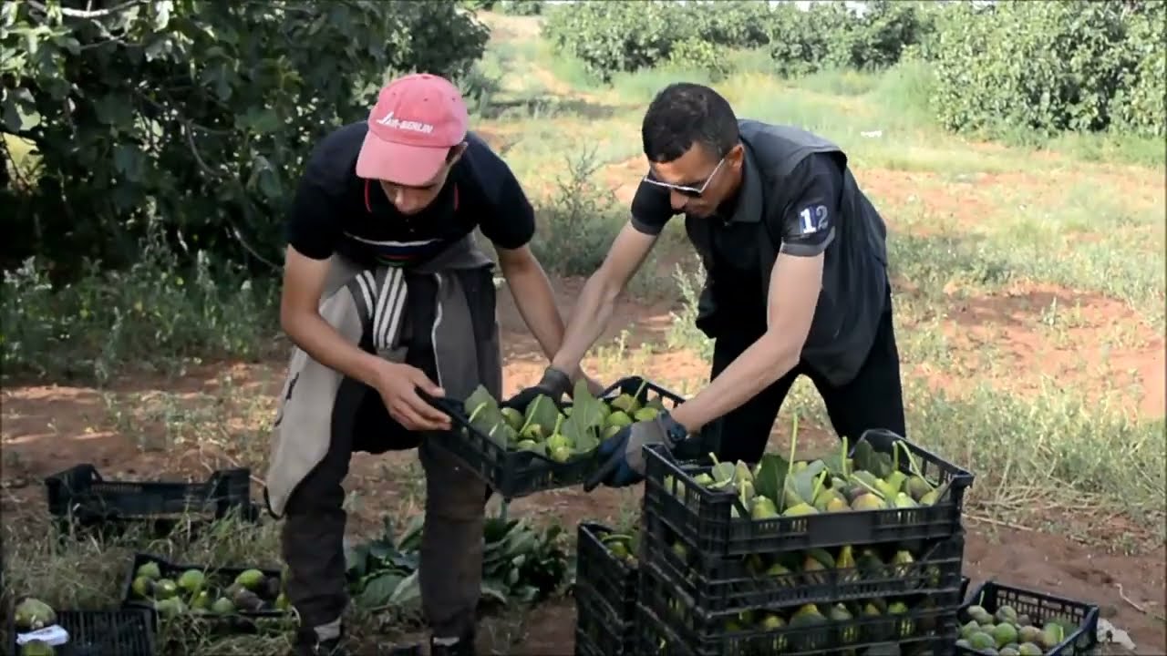 اولاد الكيحل : جني ثمار التين ( الباكور)  2022