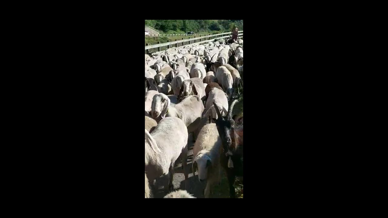 La transumanza del gregge delle giovani Virginia e Letizia - video di Alberto Pattini