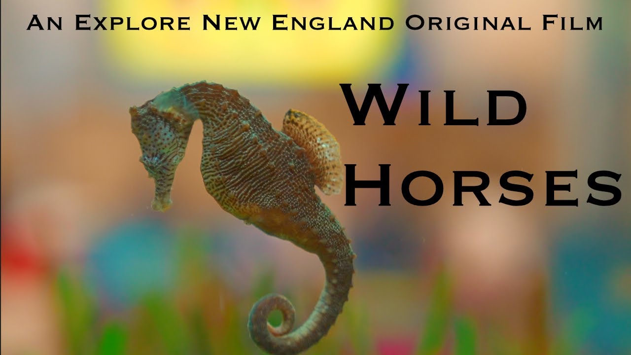 Wild Horses: Seahorse Release in Narragansett Bay