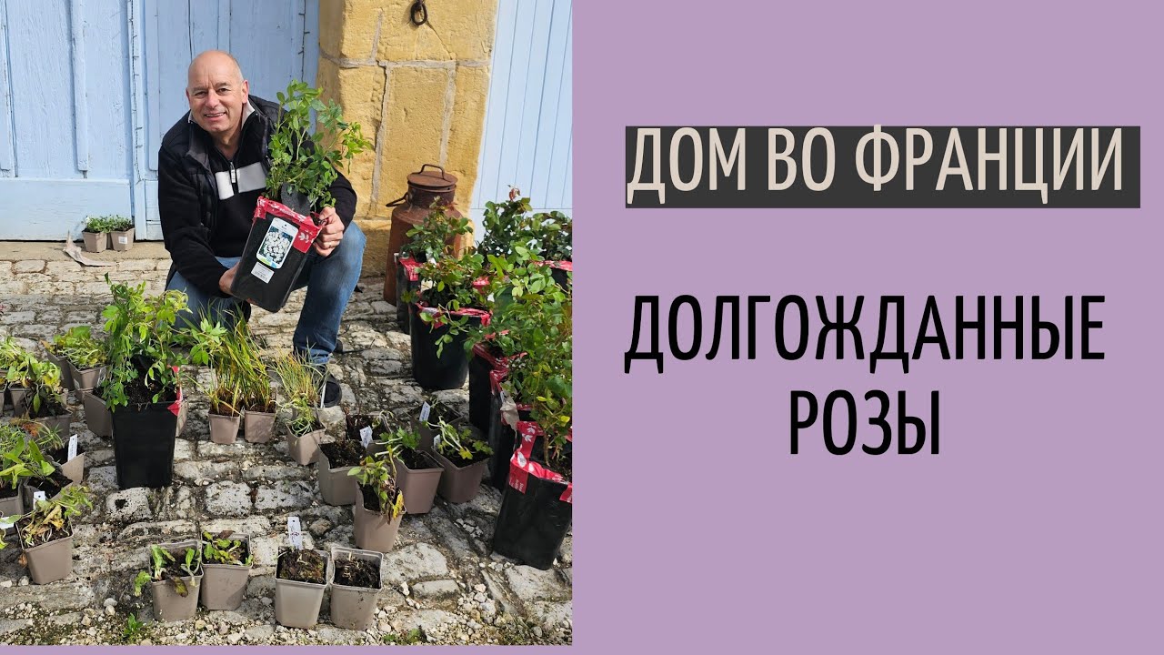 Сад Огород во Франции | доставка саженцев | море роз на вилла Розалин