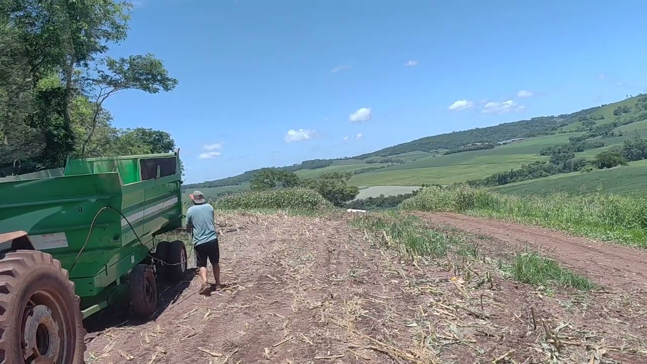 Cortando milho para silagem 