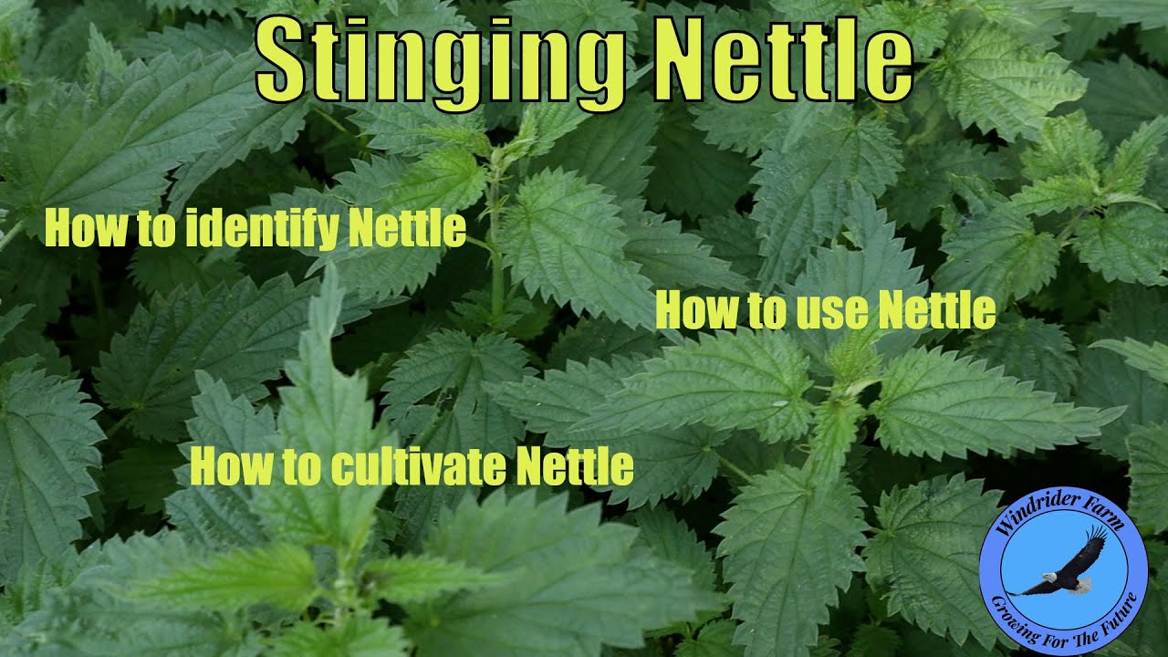Stinging Nettle - How to identify, use, and cultivate Nettle.