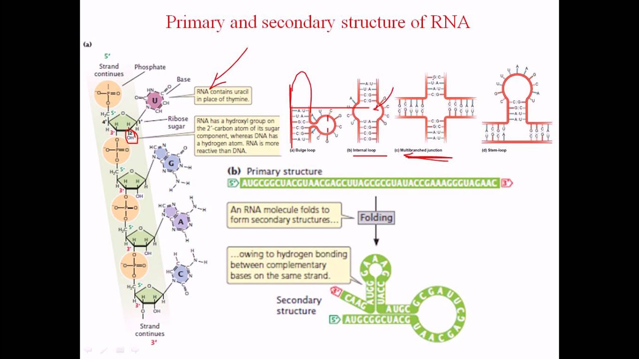 Secondary structure of RNA
