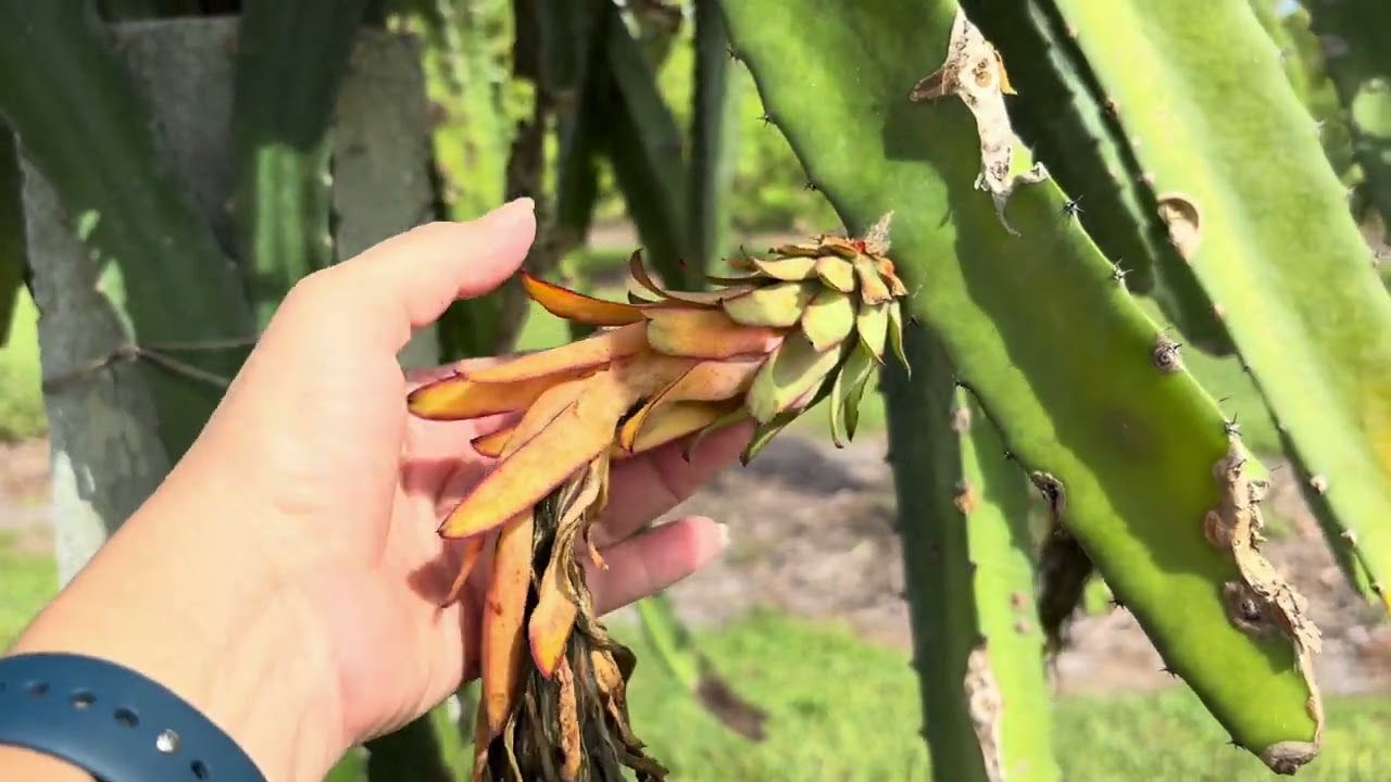 Growing dragon fruit pitaya at Jessie’s Tropical Fruit Farm
