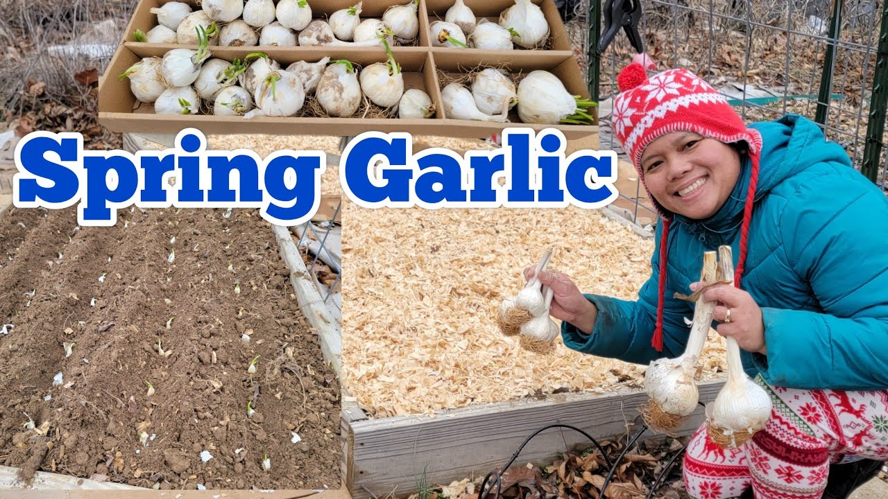The Earliest Plant in my Spring Garden | Growing Garlic in a Backyard Garden in Late Winter