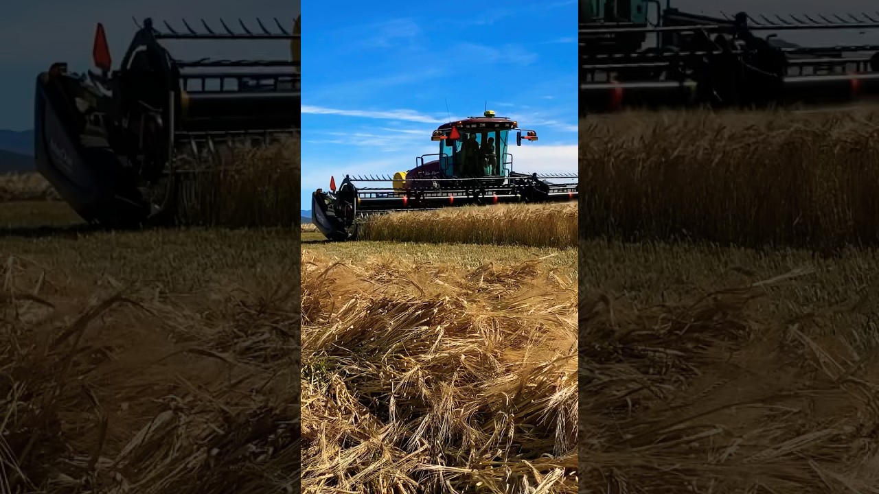 How&rsquo;s the view? 😍 #agriculture #farmequipment #macdon #shorts