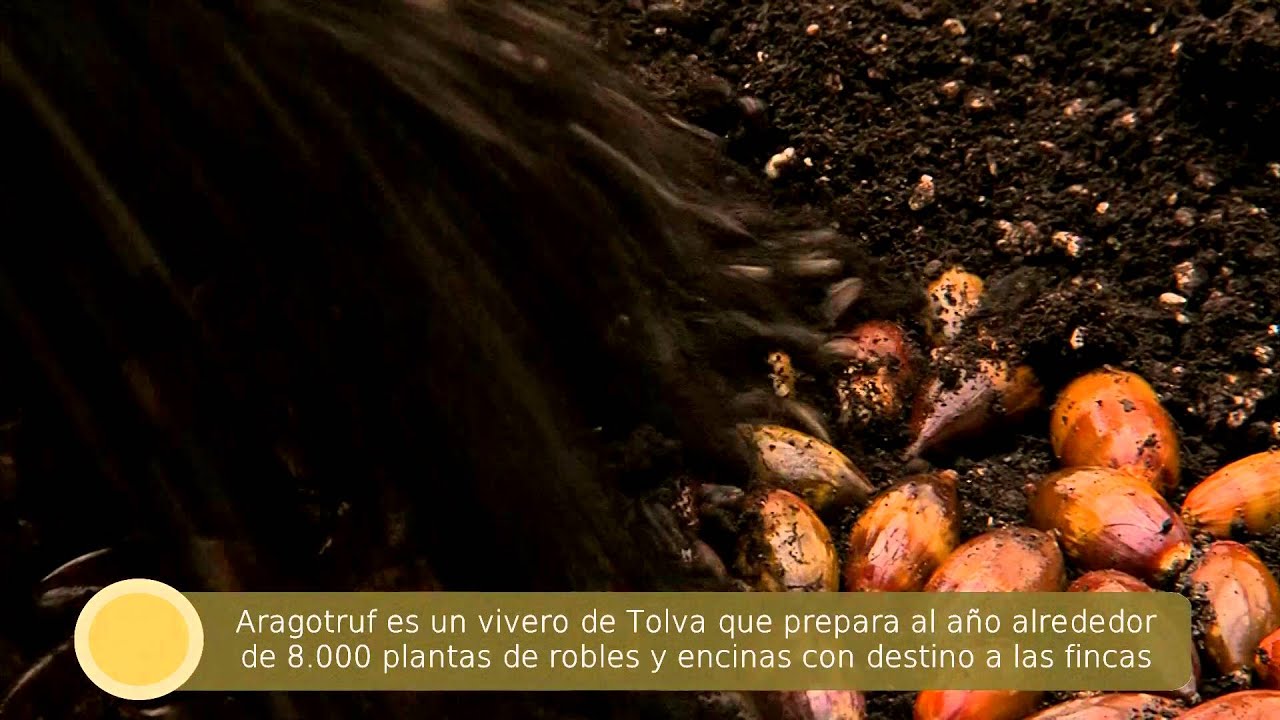 Aragotruf, la micorrización de las trufas
