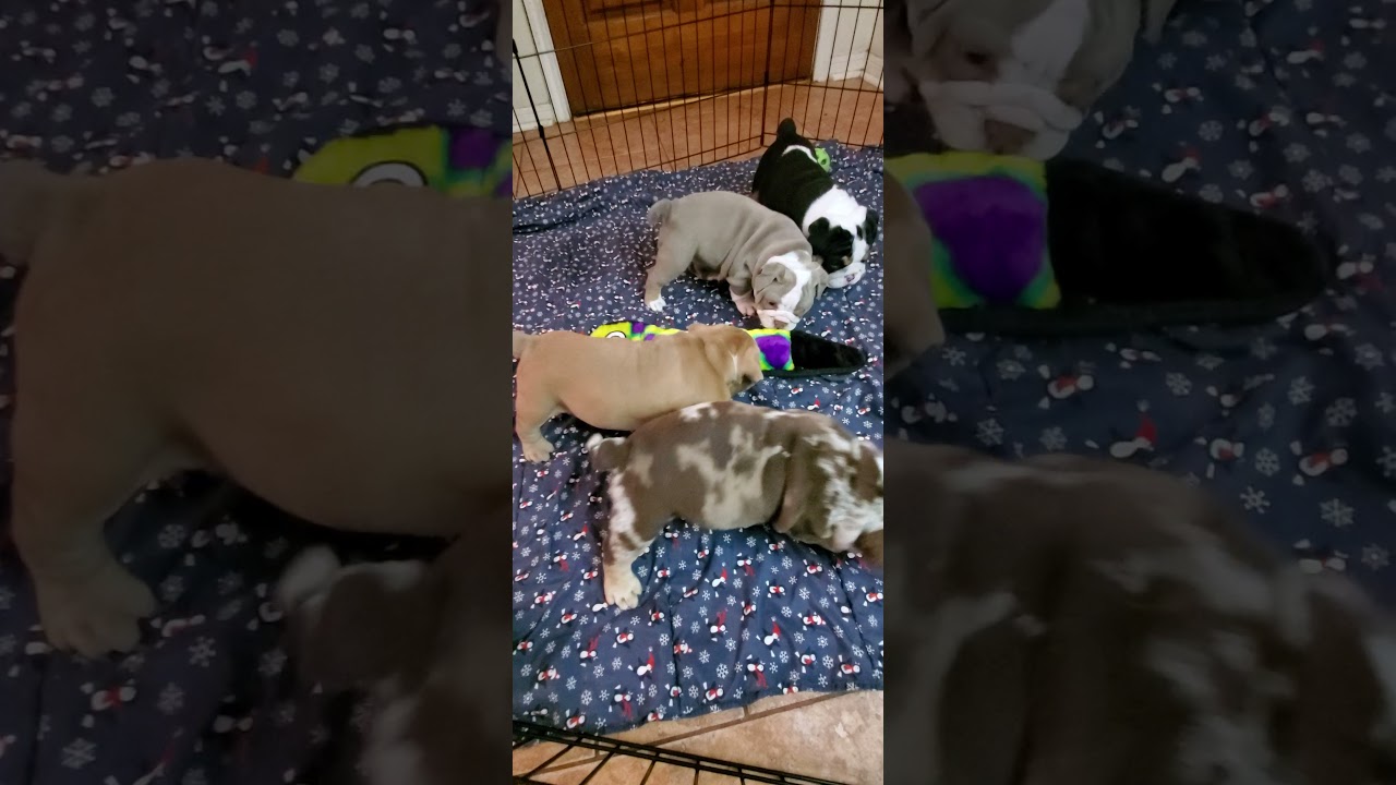 cute bulldog puppies #cute puppies #exotic Bulldogs #akc bulldogs
