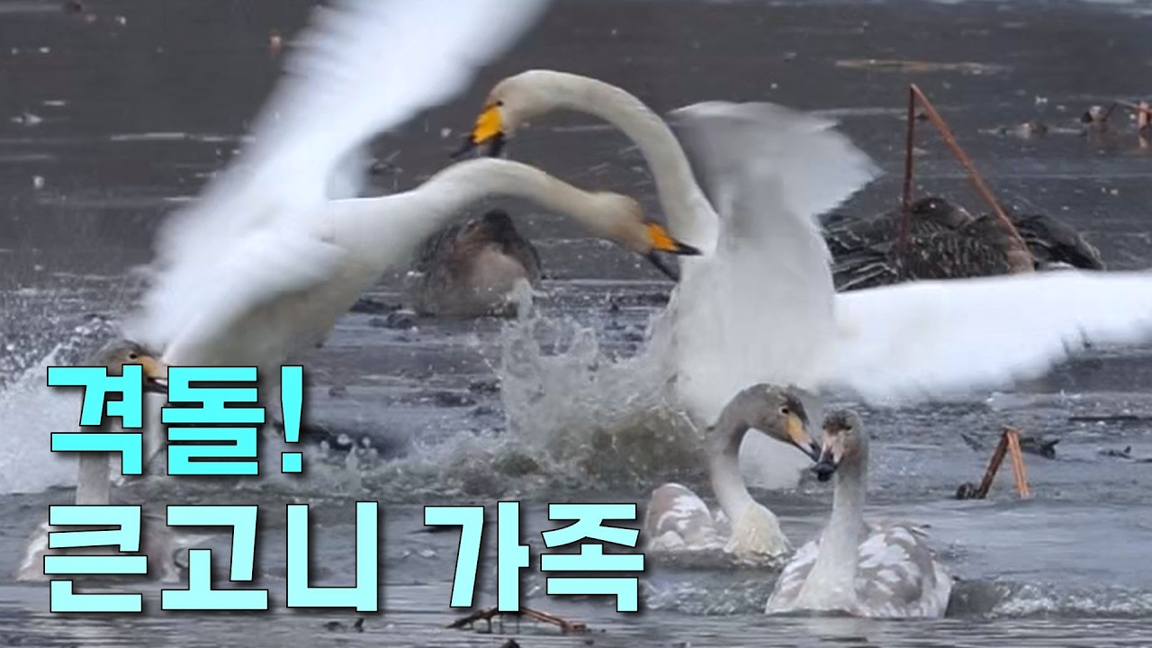 큰고니(백조)는 성격이 더럽다 - 갑자기 싸우는 부부 vs. 부부