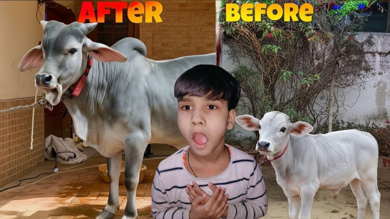 Baby to Bull in 5 Months 😲 | Amazing Calf to Strong Bull Transformation (Before vs After)