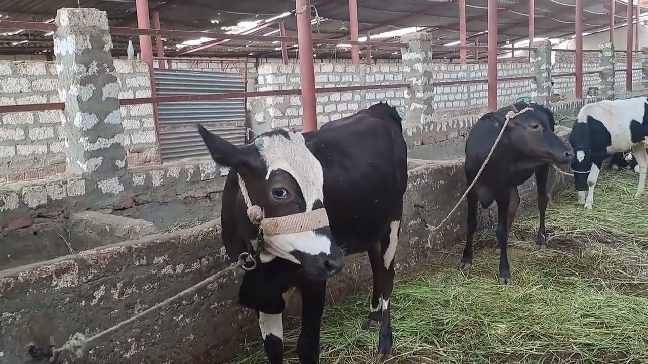 المقدم بيفرق 15 كجم عن الفخده