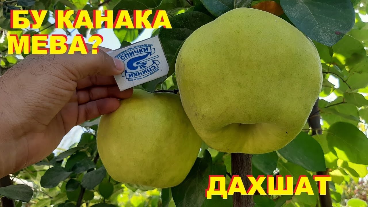 ЭНГ ҚИММАТ УЗБЕКИСТОНДА БУНАКАСИ ХАЛИ БУЛМАГАН🔥 АНТИҚА  БЕХИ