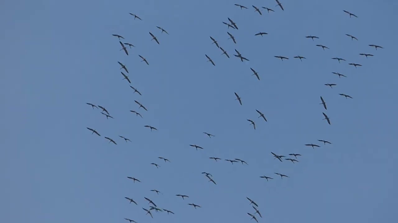 2026 18 février, passage de grues cendrées dans le ciel de Haute Provence (grus grus, Common Crane)