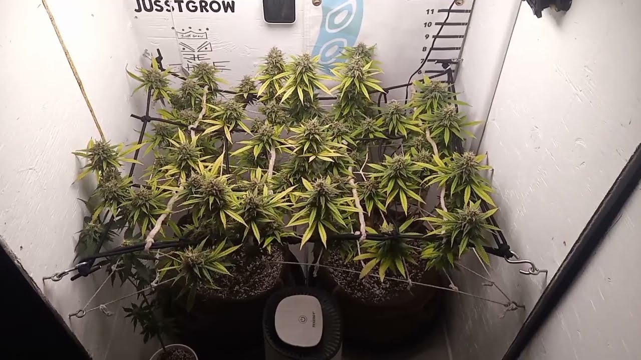 Seedsman CBD Cream & Cheese Organic ScrOG Viparspectra P1000 (Week 8 of Flower) 2x2x4