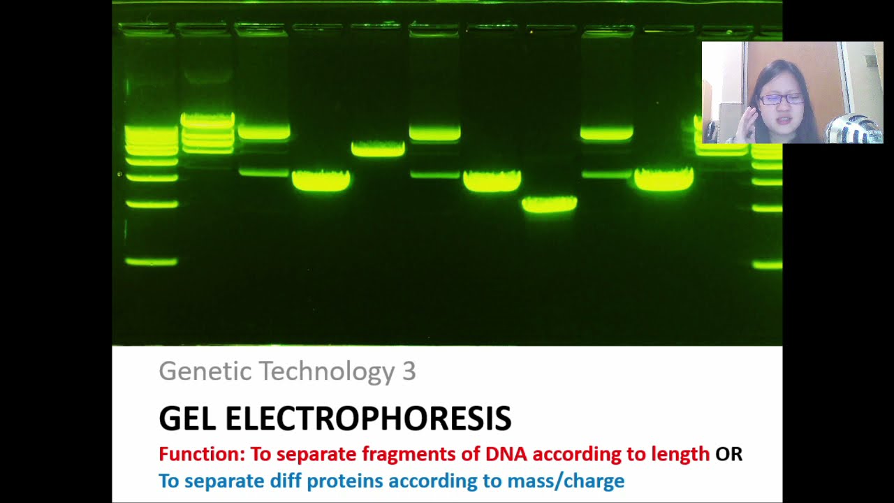 Chap 19 (Part 3a) Gel Electrophoresis and DNA Profiling | Cambridge A-Level 9700 Biology