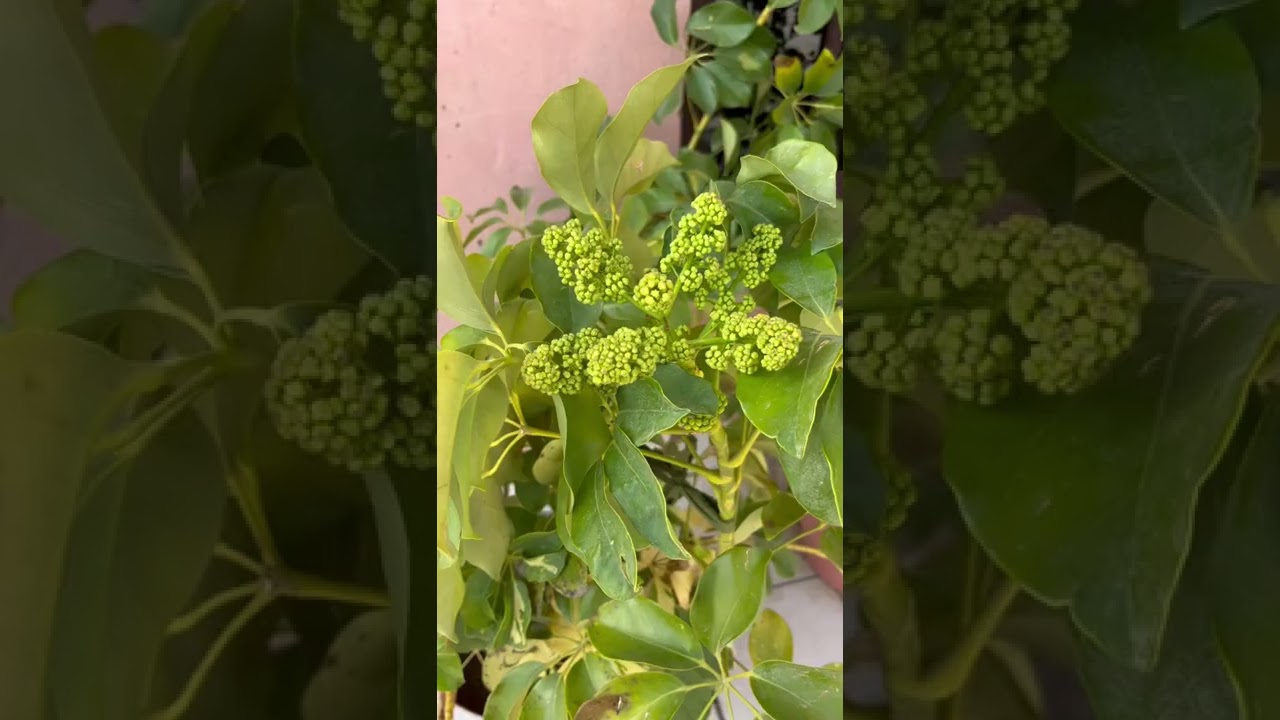 First time Fruiting on Umbrella plant (Schefflera arboricola )