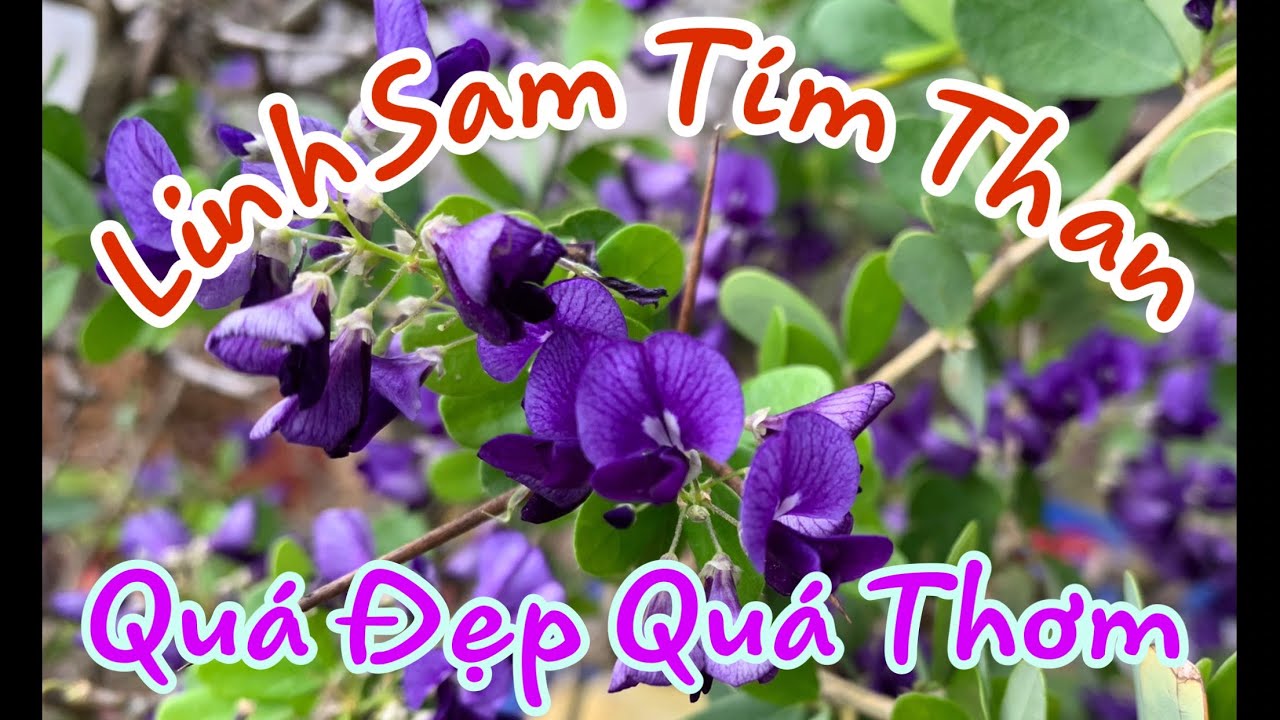 Ngắm Hoa Linh Sam T&iacute;m Than Cực Đẹp.