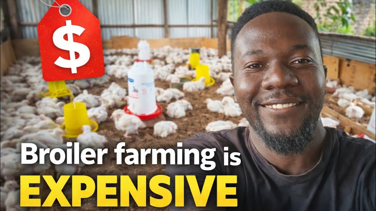 BROILER FARMING IS EXPENSIVE (Facts Revealed)