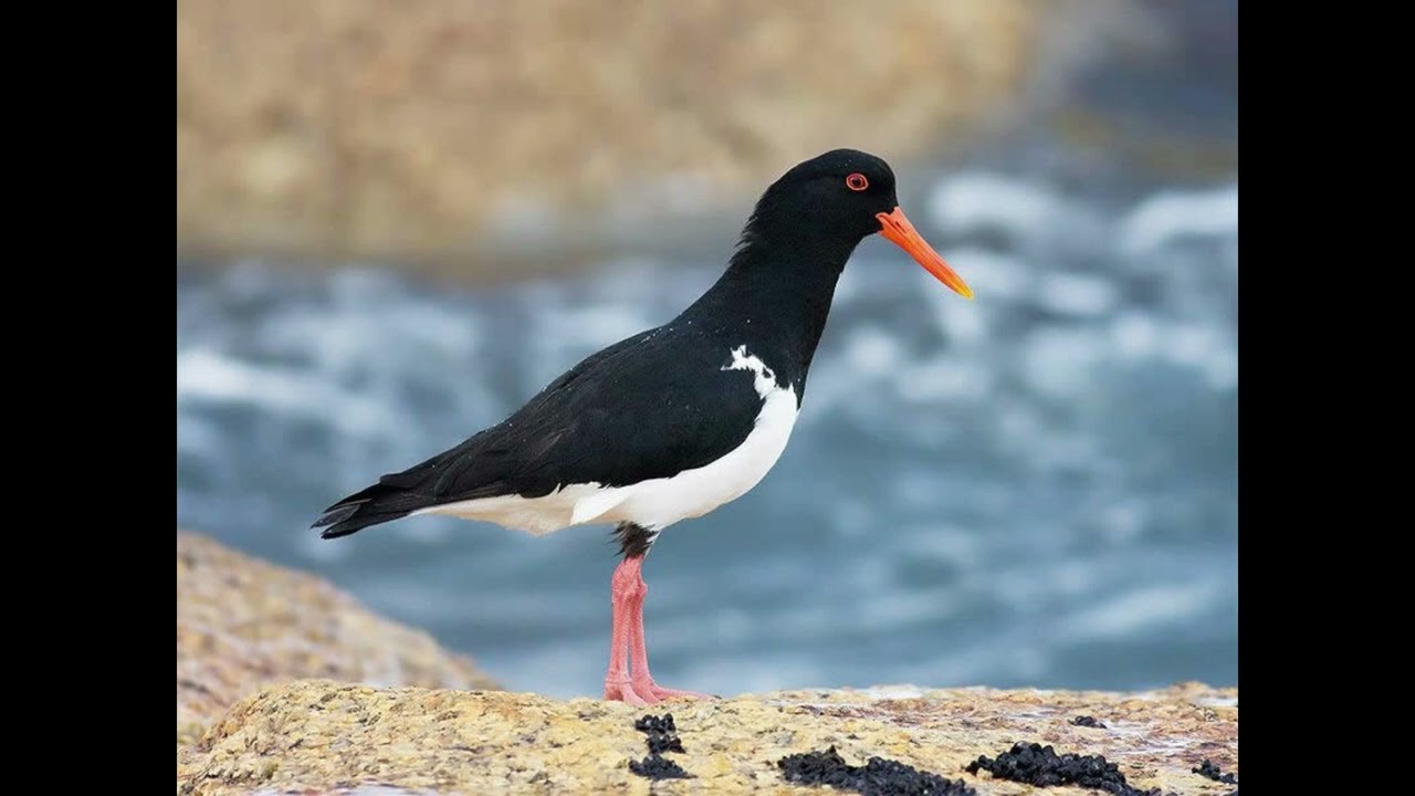 Oystercatcher Bird Call